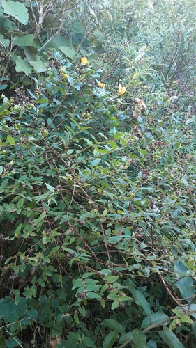 Hypericum henryi, photograph 5