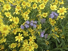 Monolopia lanceolata