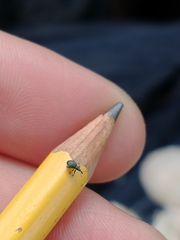 Ischnopterapion virens