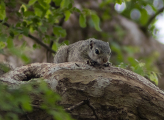 Heliosciurus gambianus