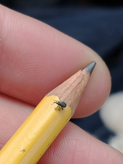 Ischnopterapion virens