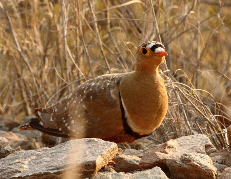 Double-banded Sandgrouse photo