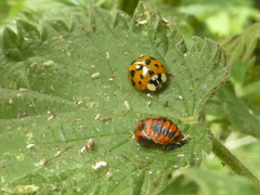 Harmonia axyridis