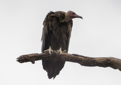 Necrosyrtes monachus