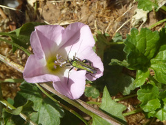 Oedemera nobilis
