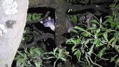 Bassariscus sumichrasti