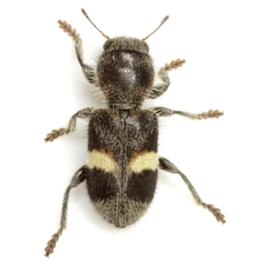 Enoclerus laetus