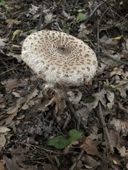 Macrolepiota procera