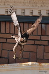 Buteo jamaicensis