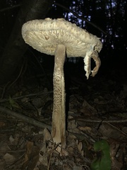 Macrolepiota procera