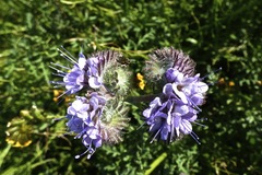 Phacelia tanacetifolia