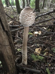 Macrolepiota procera