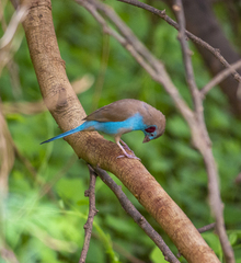 Uraeginthus bengalus