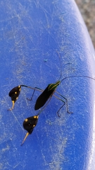 Diactor bilineatus