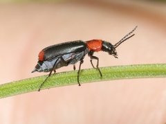 Malachius capillicornis
