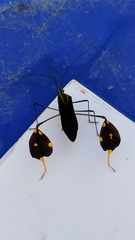 Diactor bilineatus