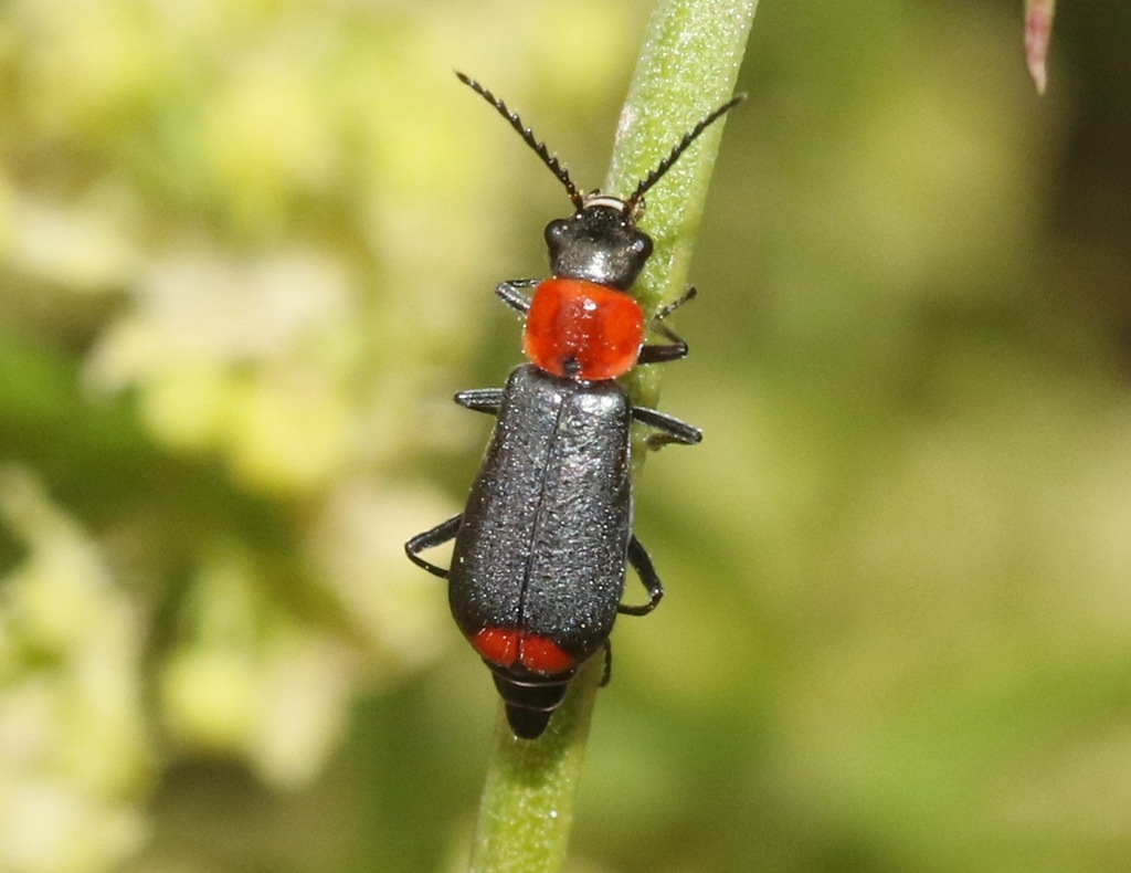 Malachius capillicornis