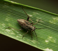 Irbisia