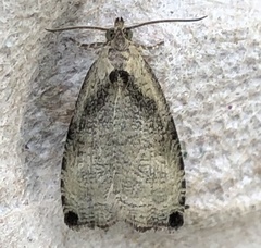 Olethreutes exoletum