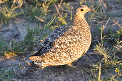 Double-Banded Sandgrouse photo 2