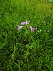 Campanula patula