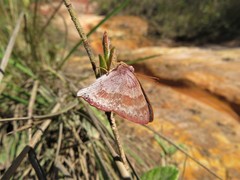 Euselasia thucydides