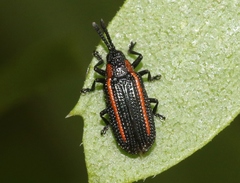 Microrhopala rubrolineata