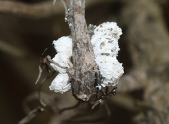 Amonostherium lichtensioides