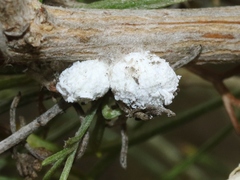 Amonostherium lichtensioides