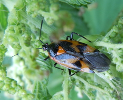 Deraeocoris trifasciatus