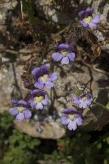 Chaenorhinum origanifolium