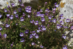 Chaenorhinum origanifolium