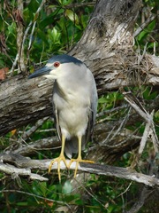 Nycticorax nycticorax image