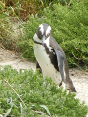 Spheniscus demersus