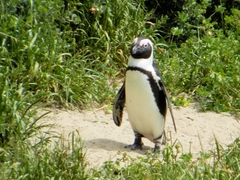 Spheniscus demersus