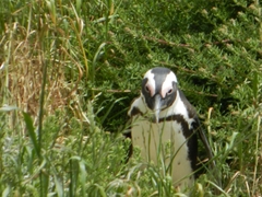 Spheniscus demersus