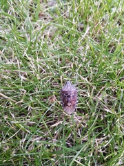 Rhaphigaster nebulosa