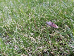 Rhaphigaster nebulosa