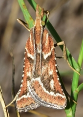 Synaphe predotalis