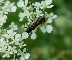 Molorchus umbellatarum