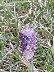 Rhaphigaster nebulosa