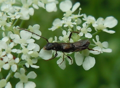 Molorchus umbellatarum
