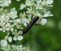 Molorchus umbellatarum