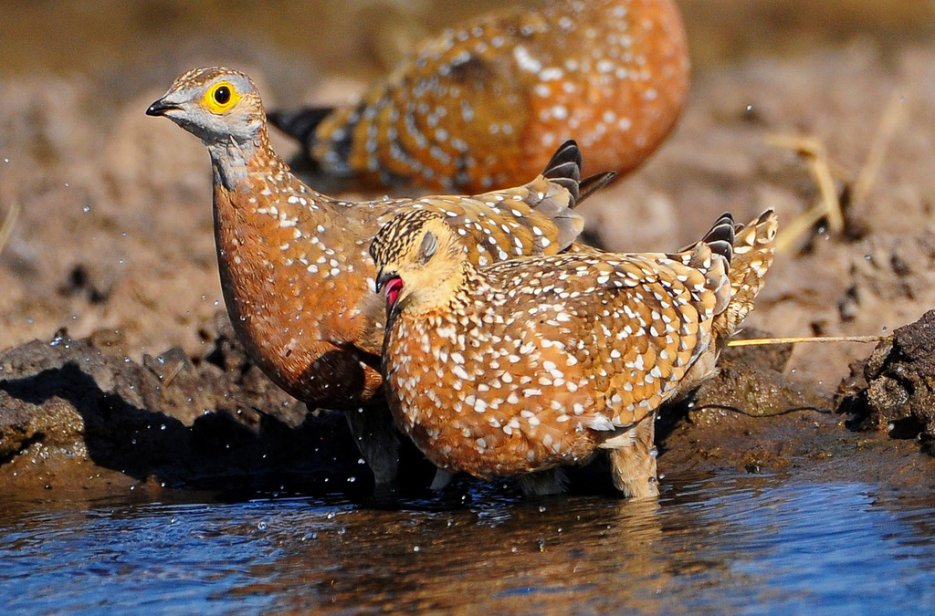 Burchell's Sandgrouse photo