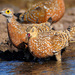 Burchell's Sandgrouse - Photo (c) Ian White, some rights reserved (CC BY-ND)