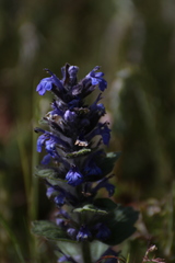 Ajuga genevensis