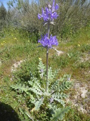 Salvia carduacea