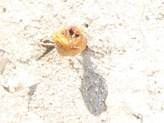 Podaxis pistillaris image