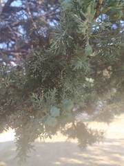Cupressus