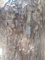 Cupressus